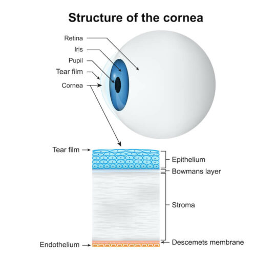 Structure of the cornea diagram